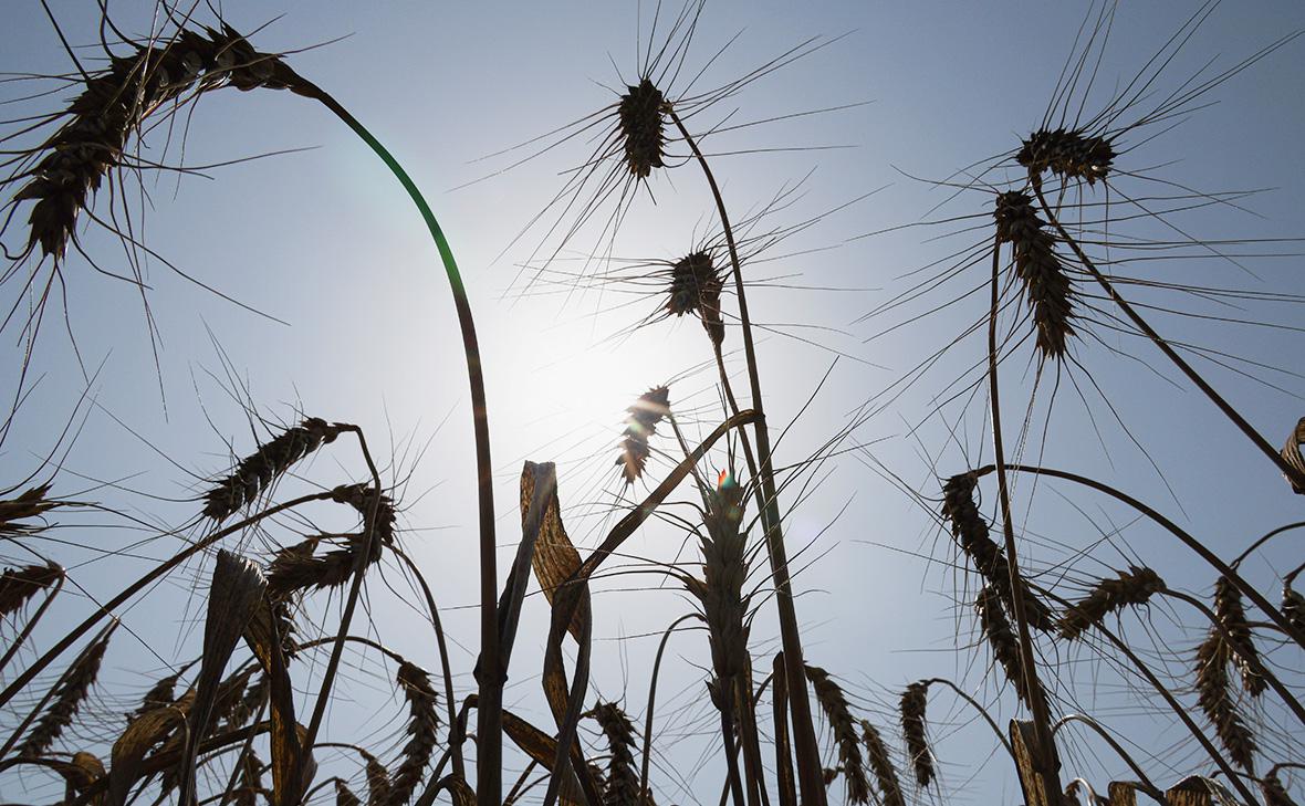 В правительстве одобрили запрет на экспорт твердой пшеницы с 1 декабря